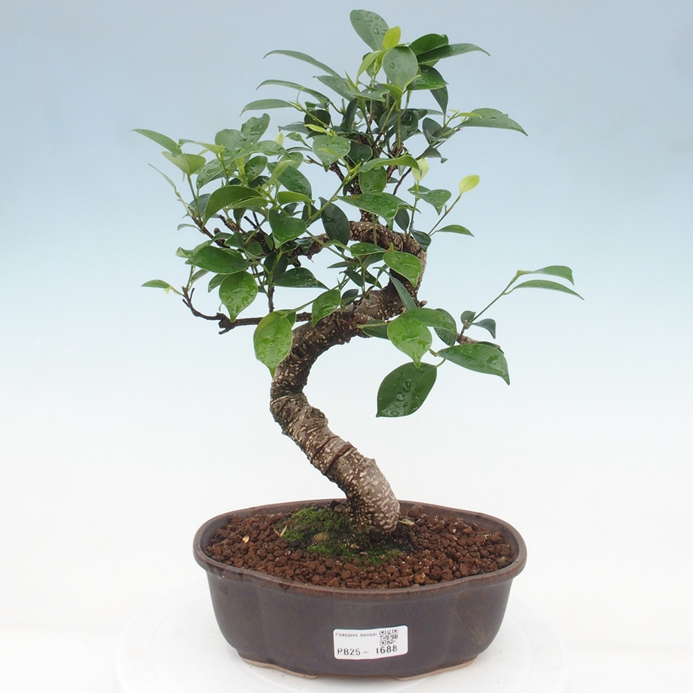 Kryty bonsai - Ficus retusa - figowiec drobnolistny