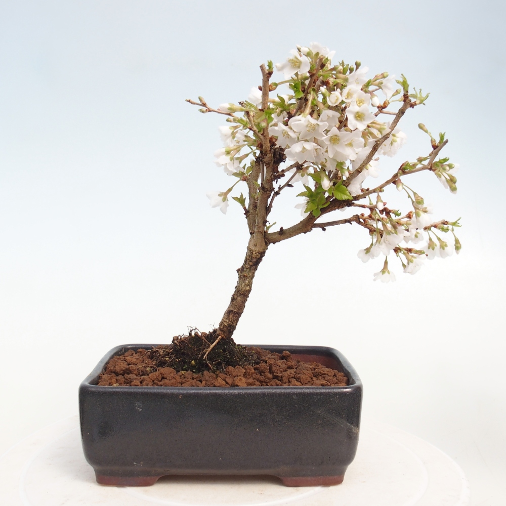 Outdoor bonsai - Prunus incisa Kojou-no mai-Plivon wycięty