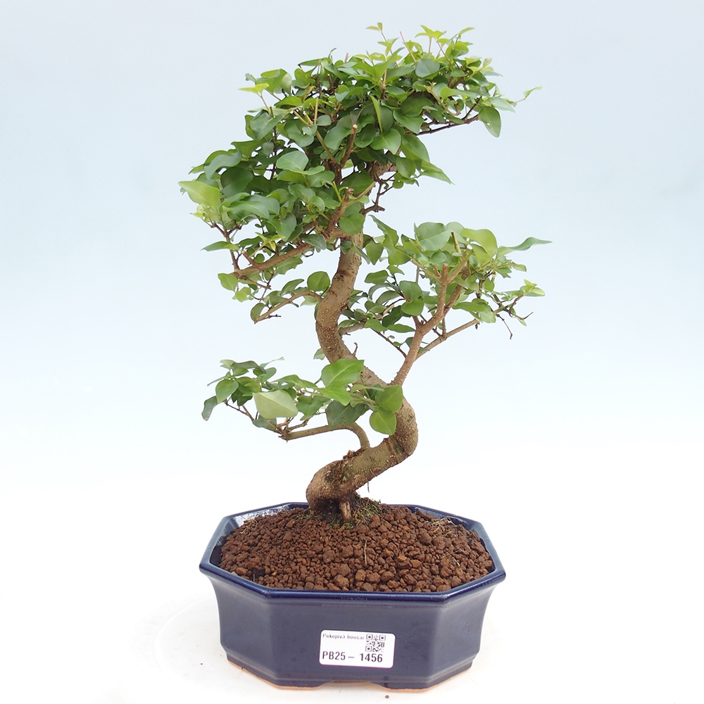 Indoor bonsai -Ligustrum chinensis - dziób ptaka