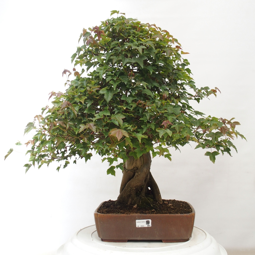 Outdoor bonsai - Maple Buergerianum - Burger Maple