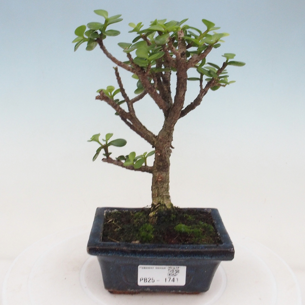 Kryte bonsai - Portulakaria Afra - Tlustice