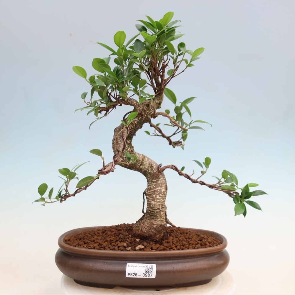 Pokój bonsai - Ficus kimmen - figowiec drobnolistny