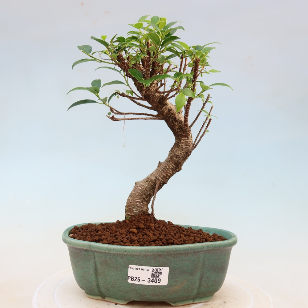 Pokój bonsai - Ficus kimmen - figowiec drobnolistny