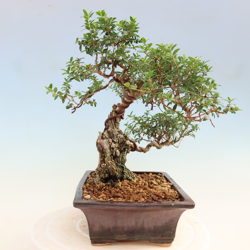 Bonsai pokojowe – Myrtus communis – mirt pospolity