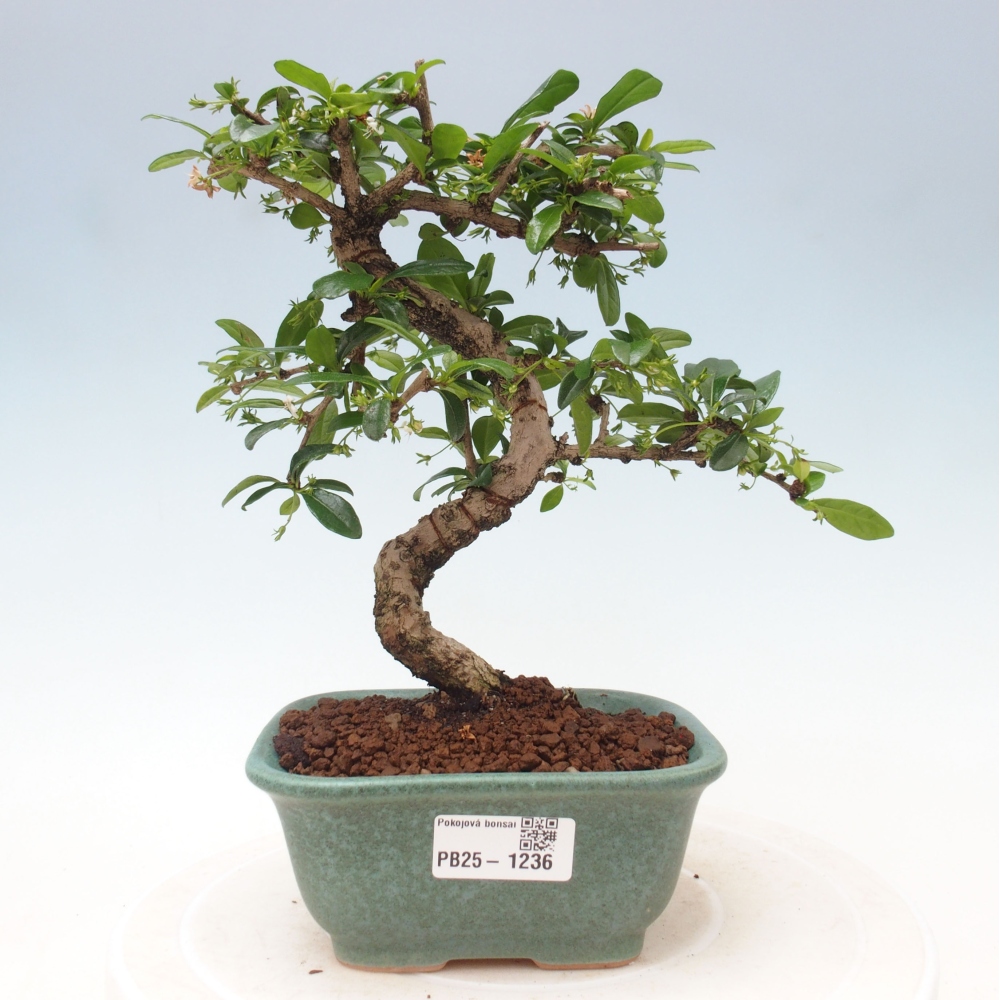 Bonsai wewnętrzne - Carmona makrophylla - Herbata Fuki