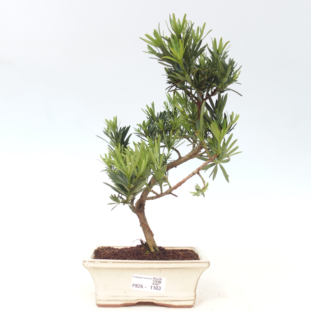Pokój bonsai - Podocarpus - Kamienny cis