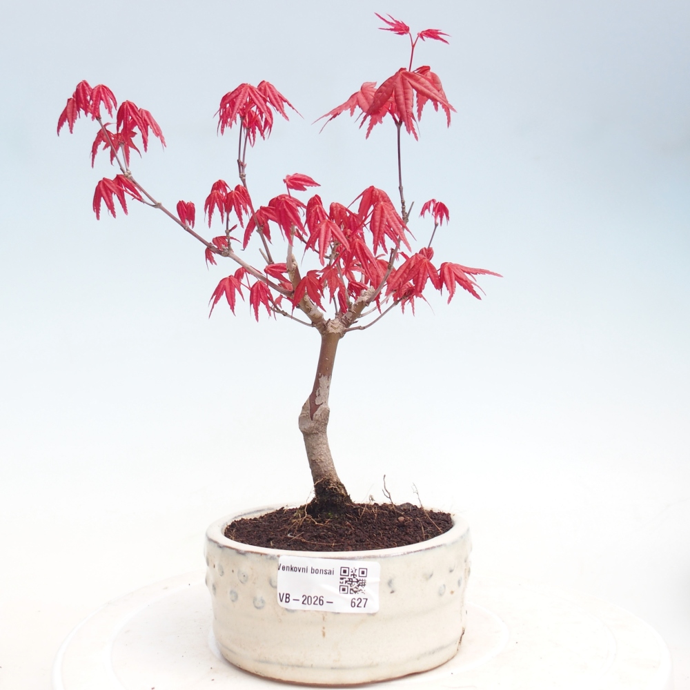 Outdoor bonsai - dlanitolistý klon - Acer palmatum DESHOJO