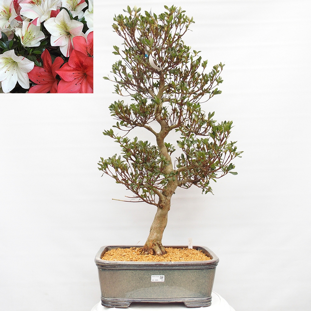 Bonsai zewnętrzne - Azalia japońska - Azalia Saishun