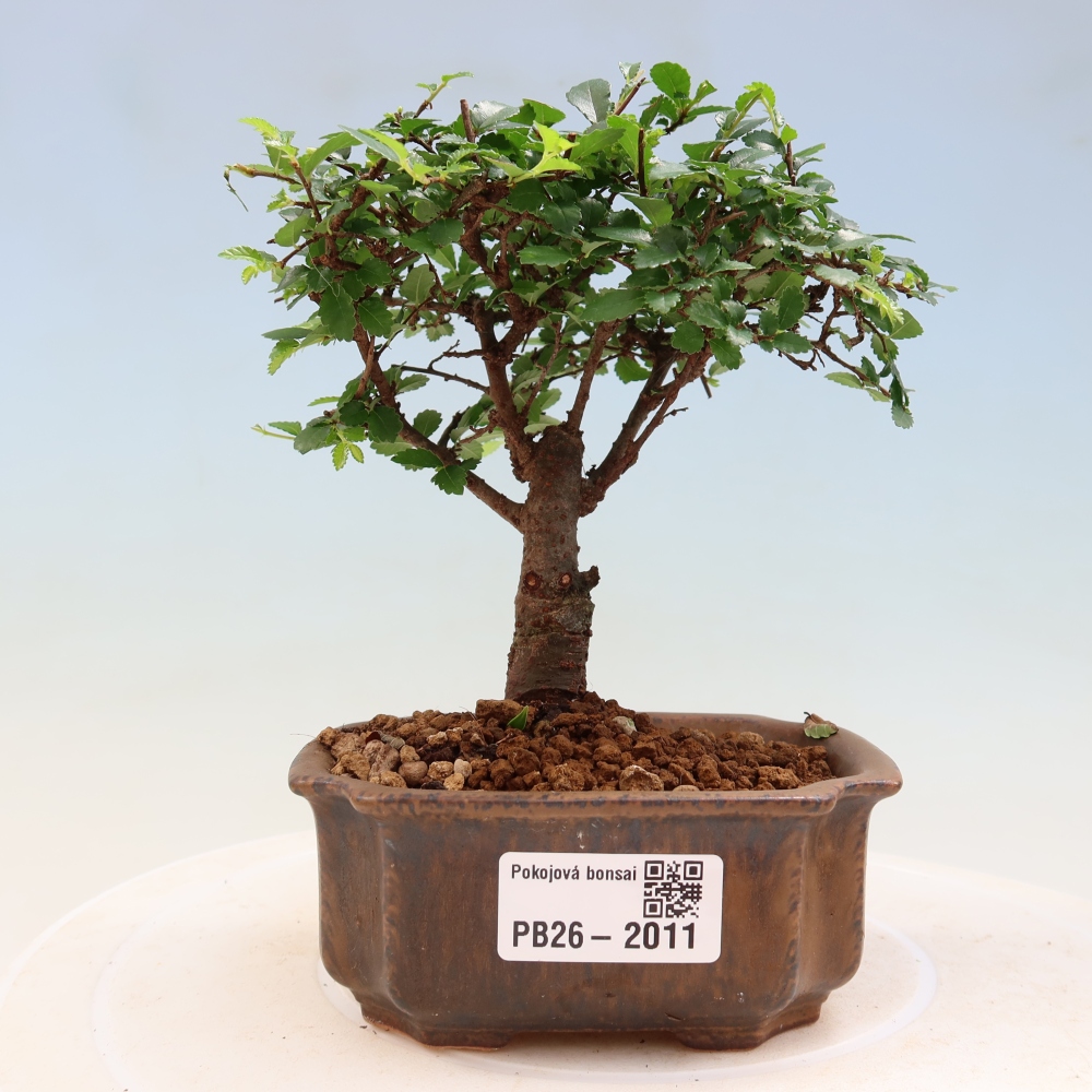 Pokój bonsai - Ulmus parvifolia - Wiąz drobnolistny