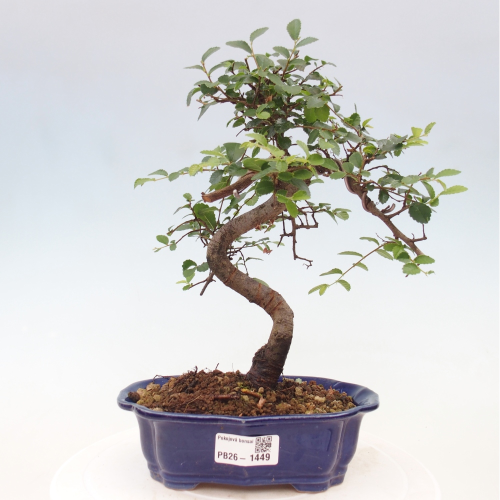 Pokój bonsai - Ulmus parvifolia - Wiąz drobnolistny