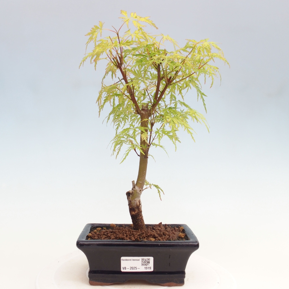 Outdoor bonsai - Acer palmatum Dissectum - Klon japoński 