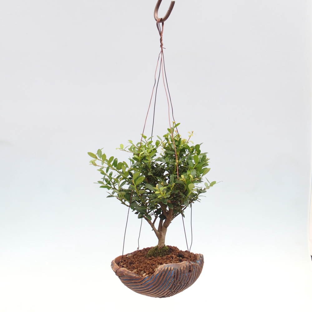 Kokedama z ceramiki - Ilex crenata - Holly