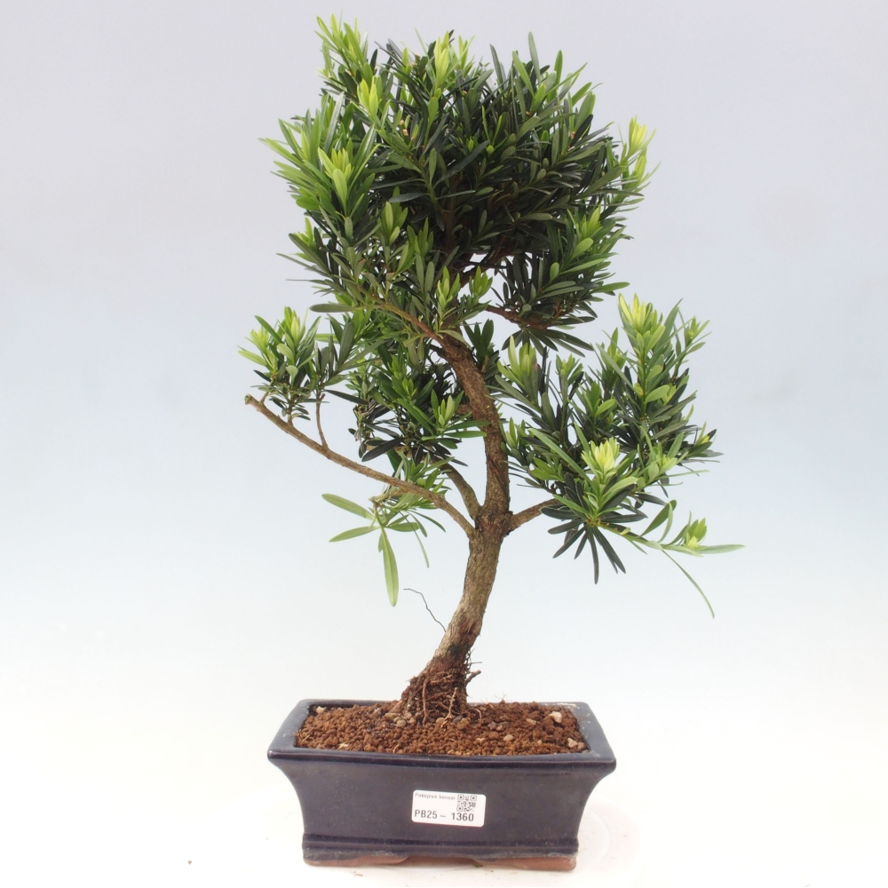 Kryty bonsai - Podocarpus - Kamienny tys