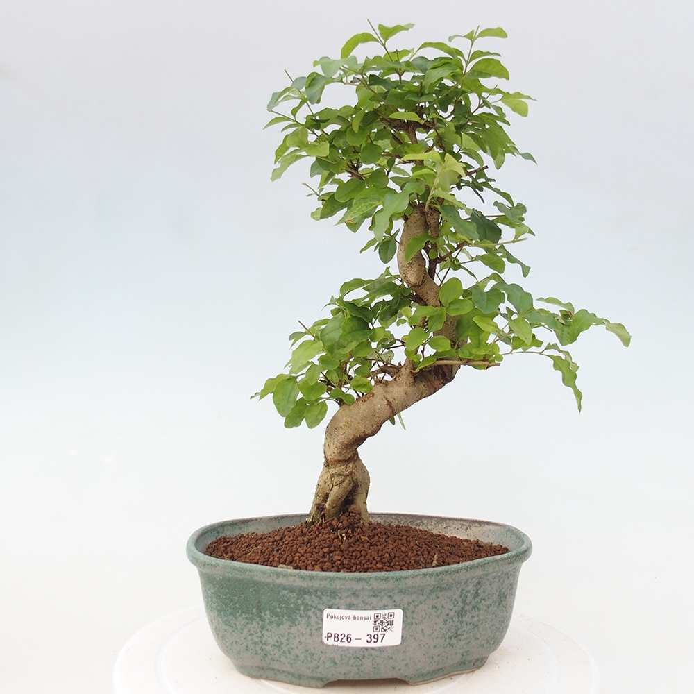 Pokój bonsai - Ligustrum chinensis - Dziób ptaka