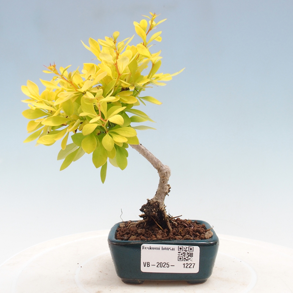Outdoor bonsai - Berberis thunbergii - Berberys