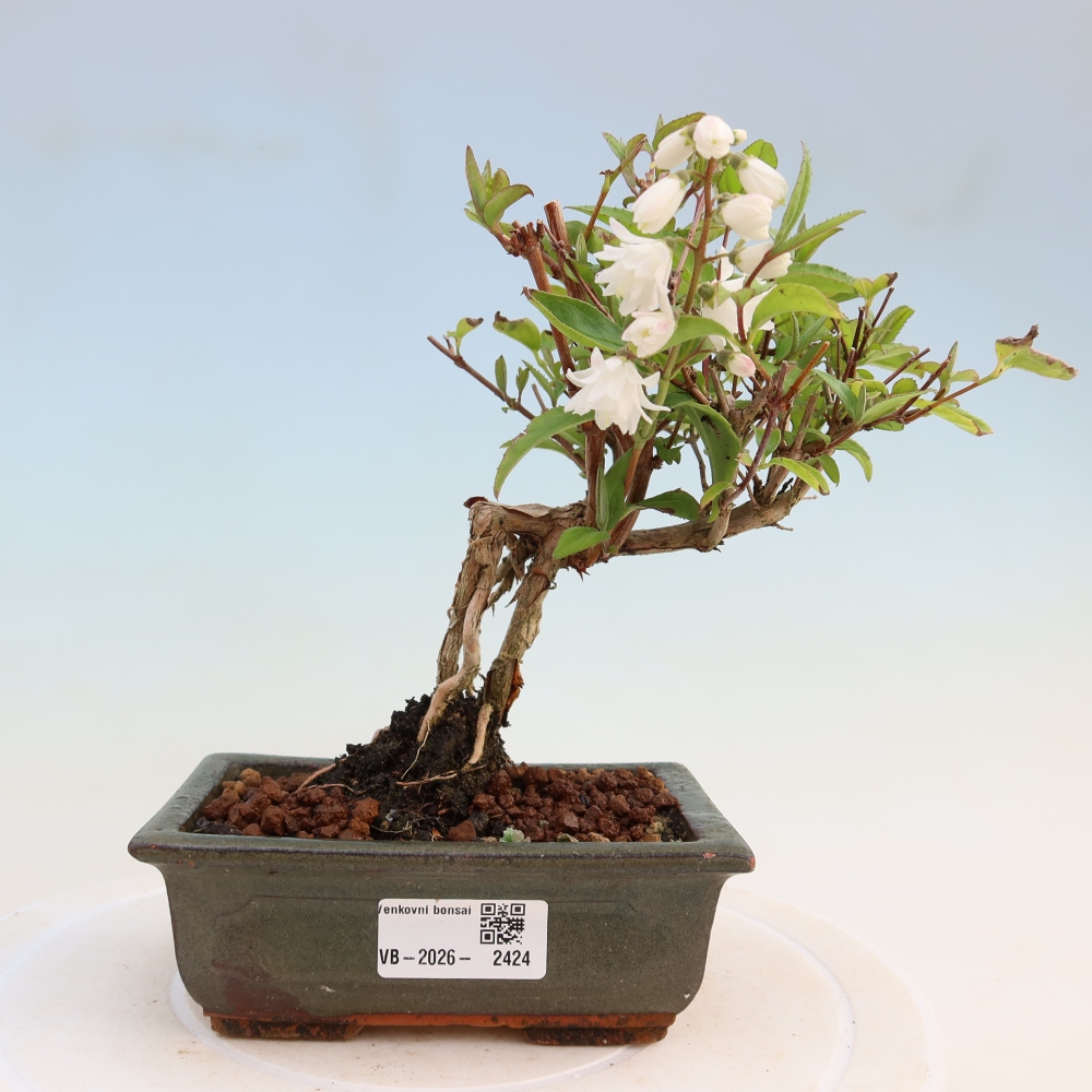 Bonsai ogrodowe – Deutzia scabra Candidissima – Trojpuk