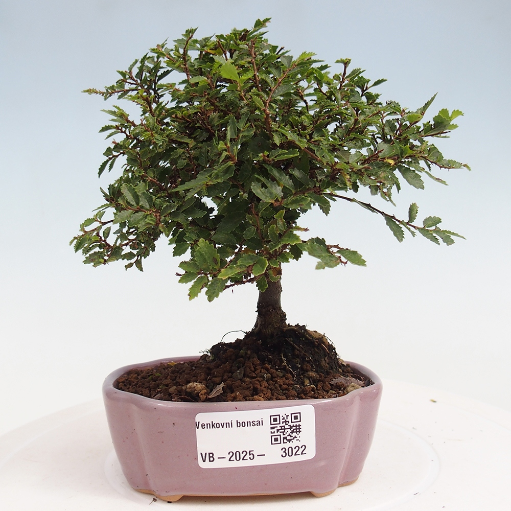 Bonsai zewnętrzne - Ulmus parvifolia Sagei - Wiąz drobnolistny