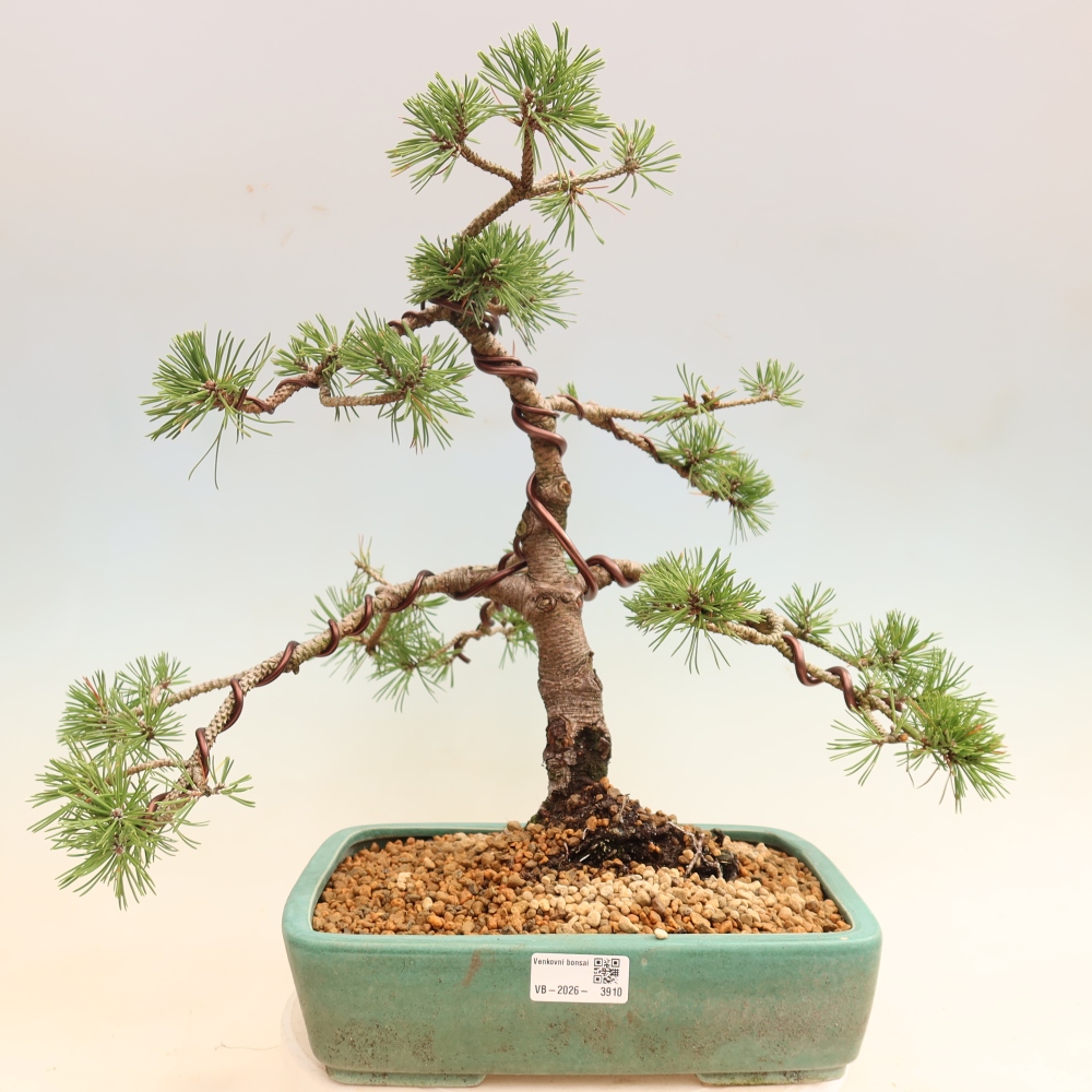 Bonsai ogrodowe – Pinus mugo Humpy – sosna karłowata