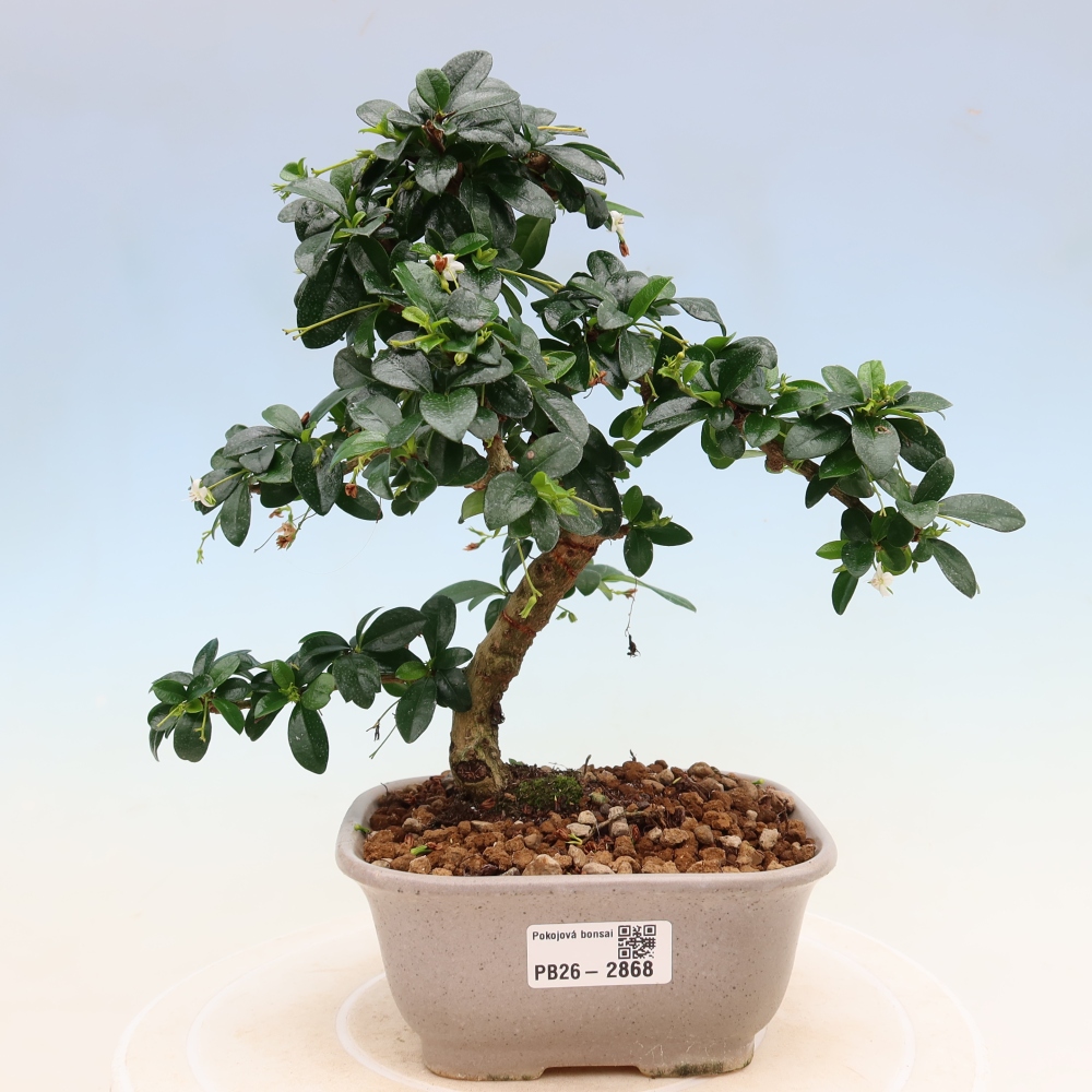 Bonsai pokojowe - Carmona macrophylla - Tea fuki