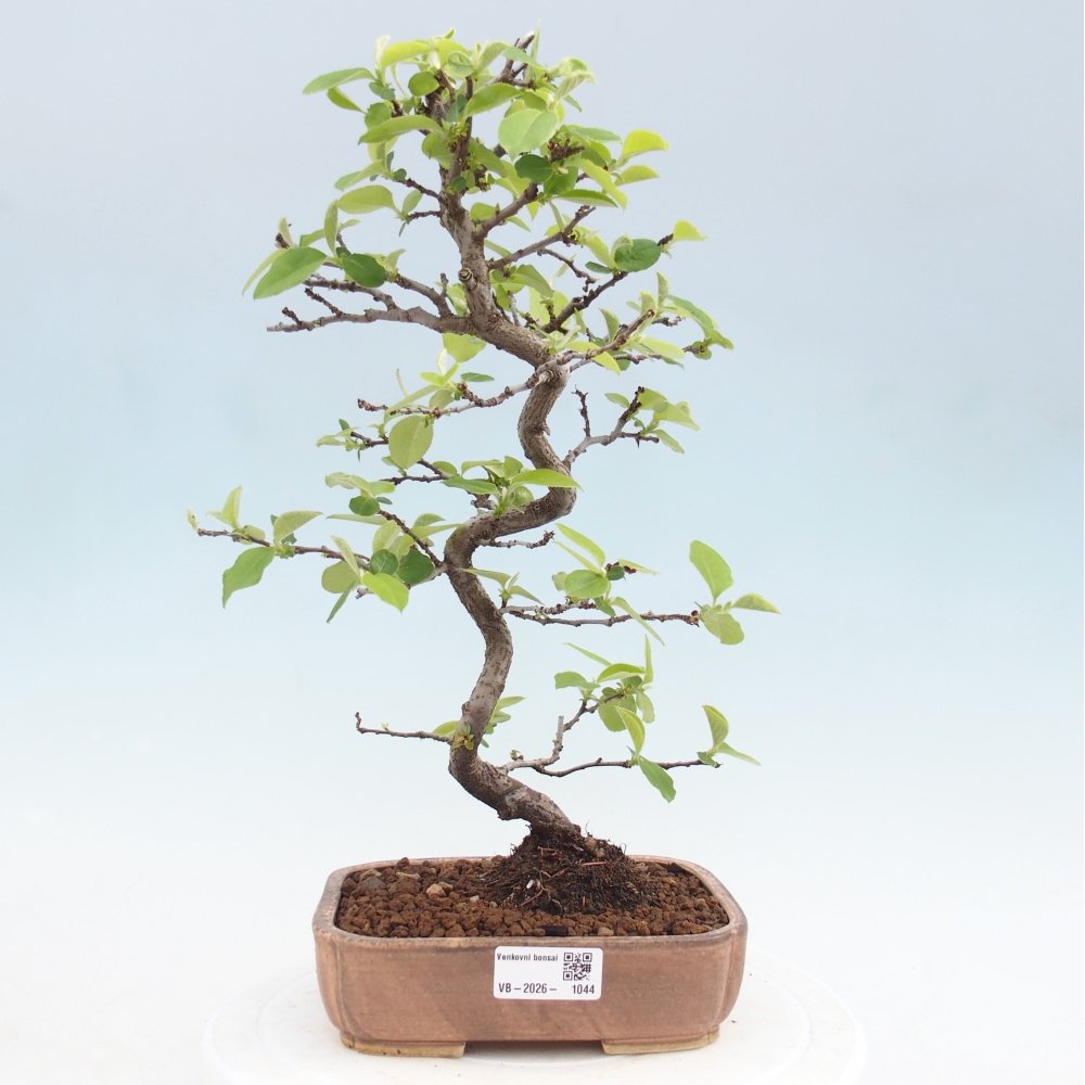 Bonsai zewnętrzne - Chaneomeles chinensis