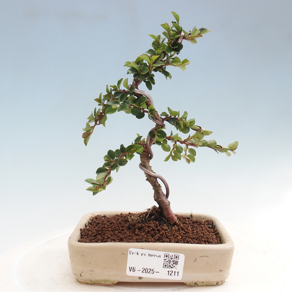 Plenerowe bonsai - Irga pozioma - Drzewo skalne