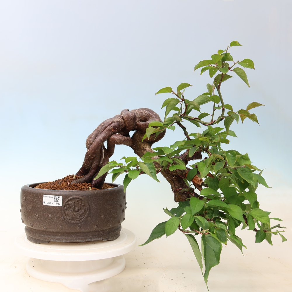 Bonsai ogrodowe – japońska śliwka – Prunus Mume
