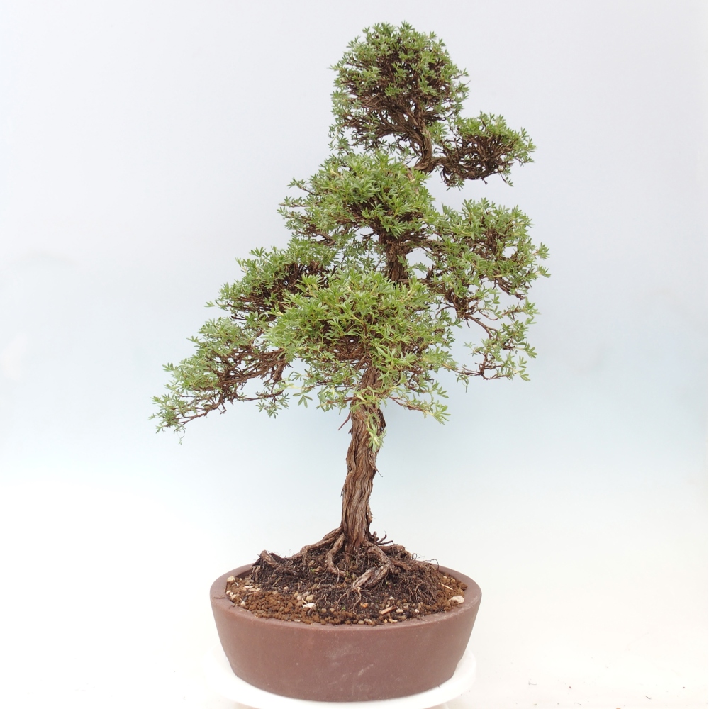 Bonsai zewnętrzne - Potentila fruticosa