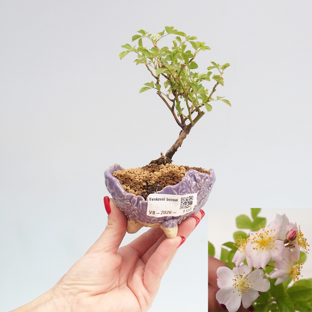 Outdoor bonsai - Rosa sp. - róża drobnokwiatowa