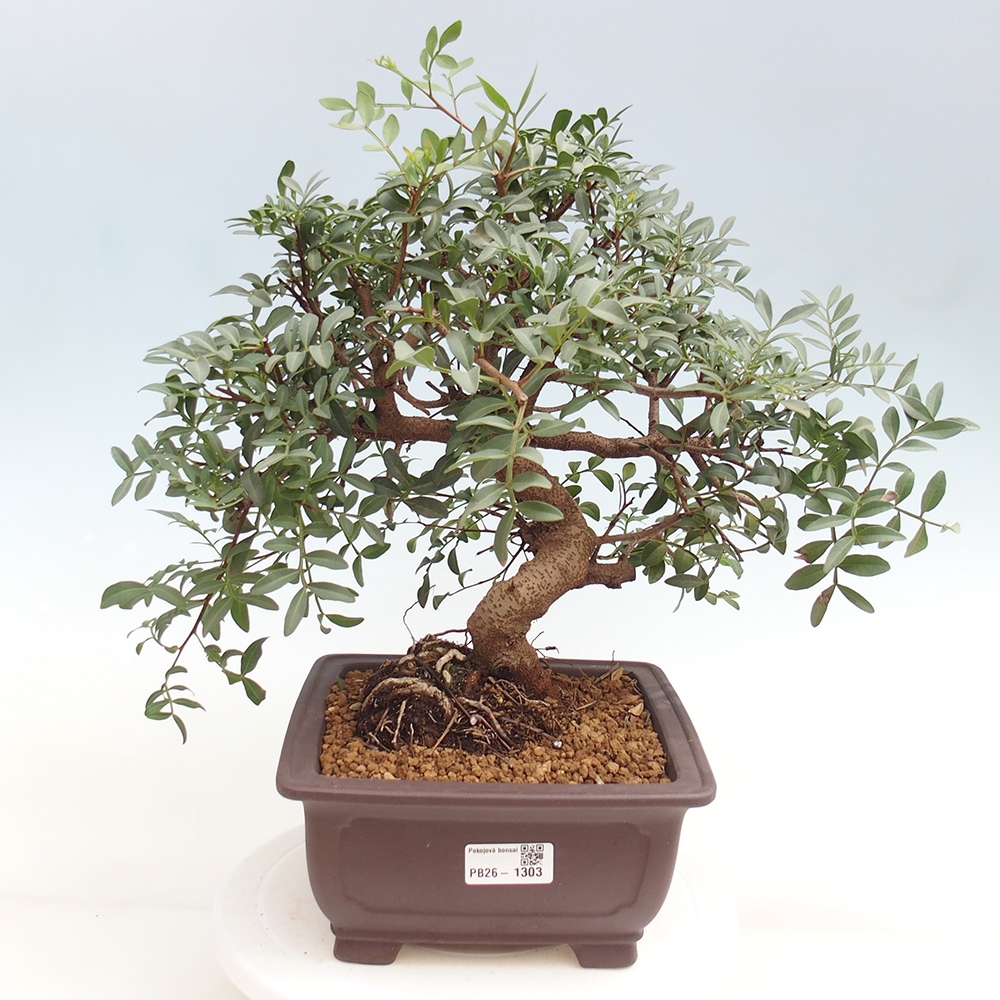Bonsai pokojowe - Pistacja