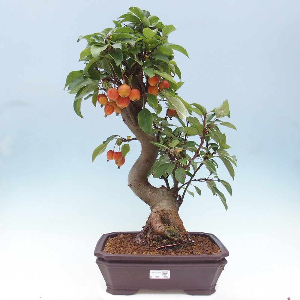 Bonsai plenerowe - Malus Halliana - Jabłoń drobnoowocowa