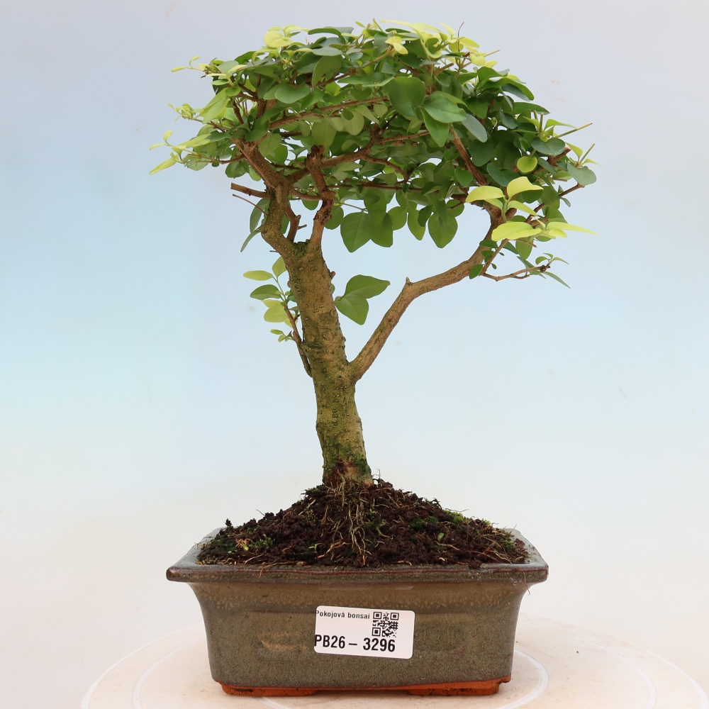 Pokój bonsai - Ligustrum chinensis - Dziób ptaka