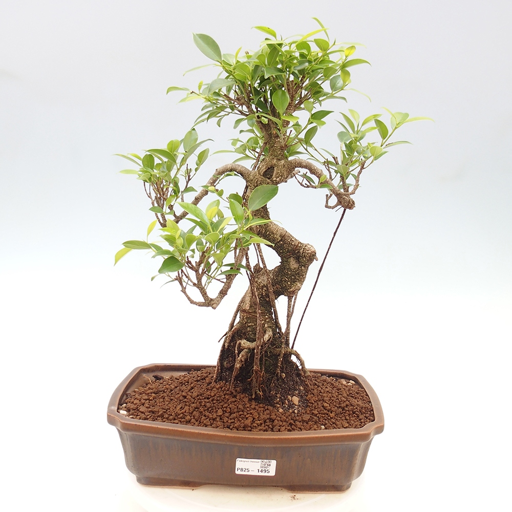 Kryty bonsai - Ficus kimmen - figowiec drobnolistny