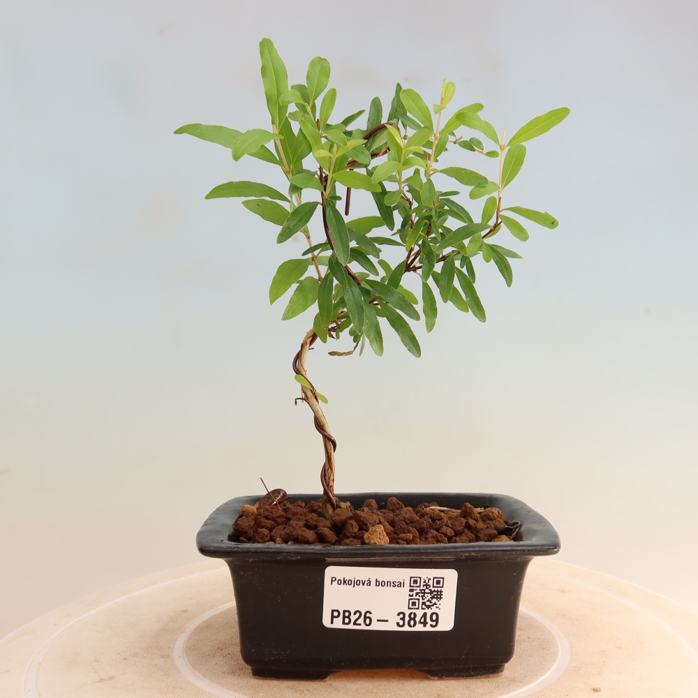 Pokój bonsai - PUNICA granatum nana - jabłko granatu