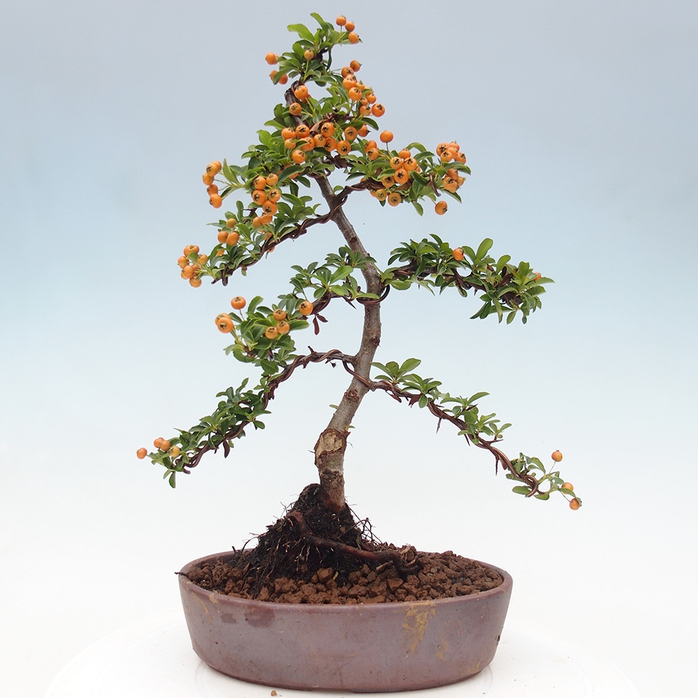 Outdoor Bonsai-Pyracanta Teton-Piekarnia