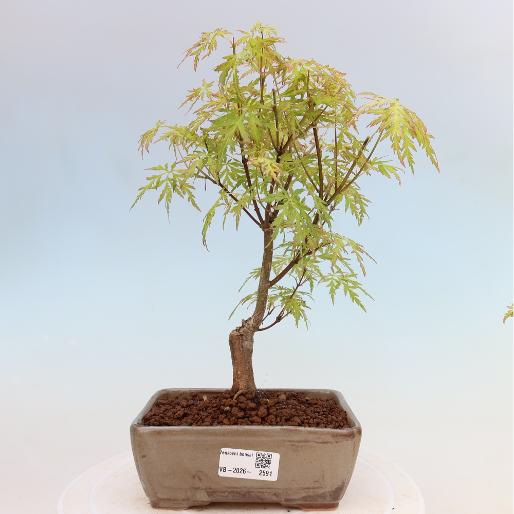 Bonsai ogrodowe – Acer palmatum Dissectum – klon palmowy 