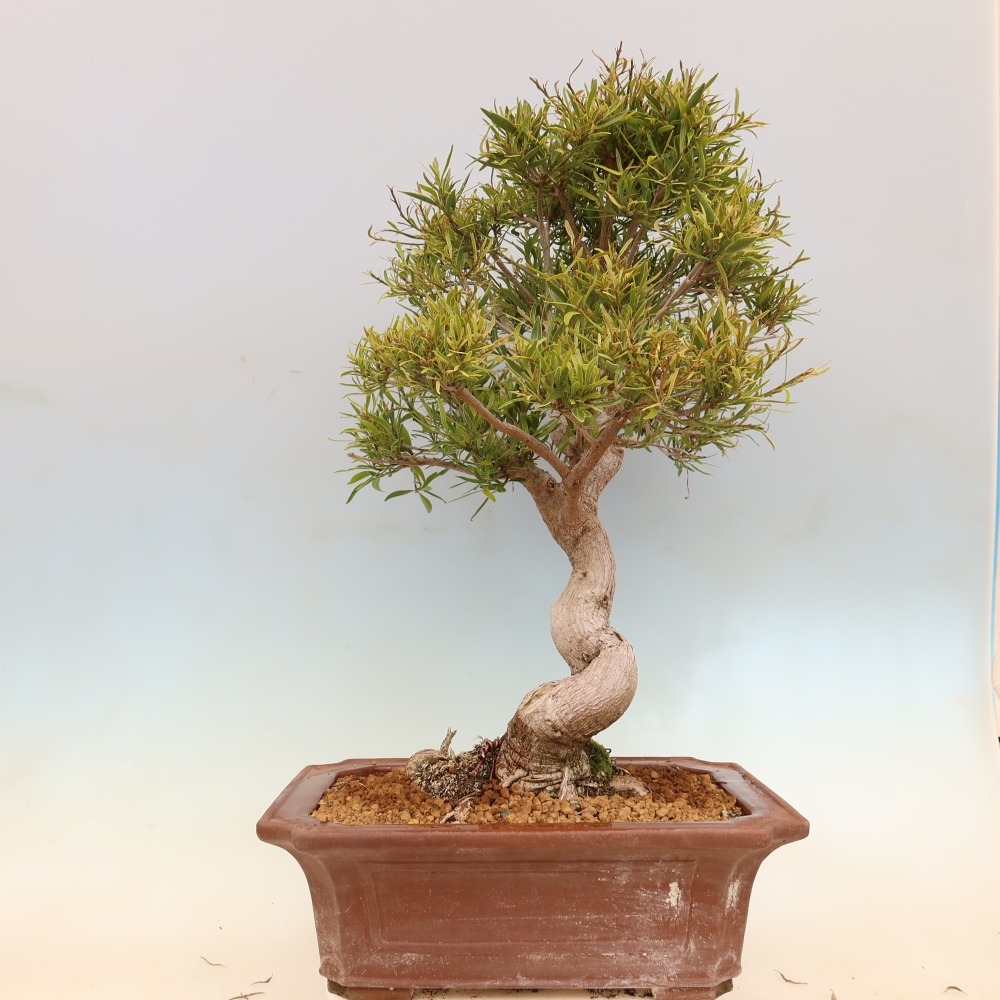Pokój bonsai - Ficus nerifolia - figowiec drobnolistny