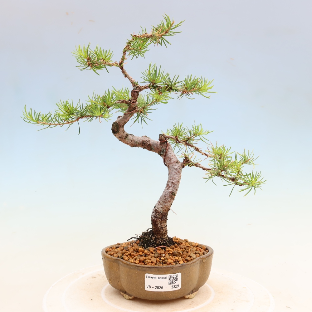 Bonsai zewnętrzne - Larix decidua - Modrzew
