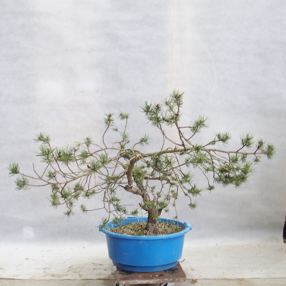 Yamadori - Pinus sylvestris 