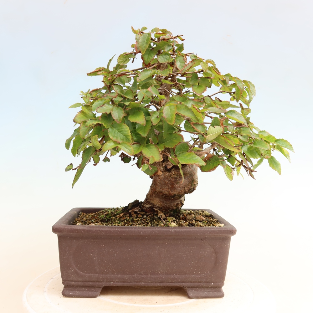 Outdoor bonsai - Carpinus CARPINOIDES - grab koreański