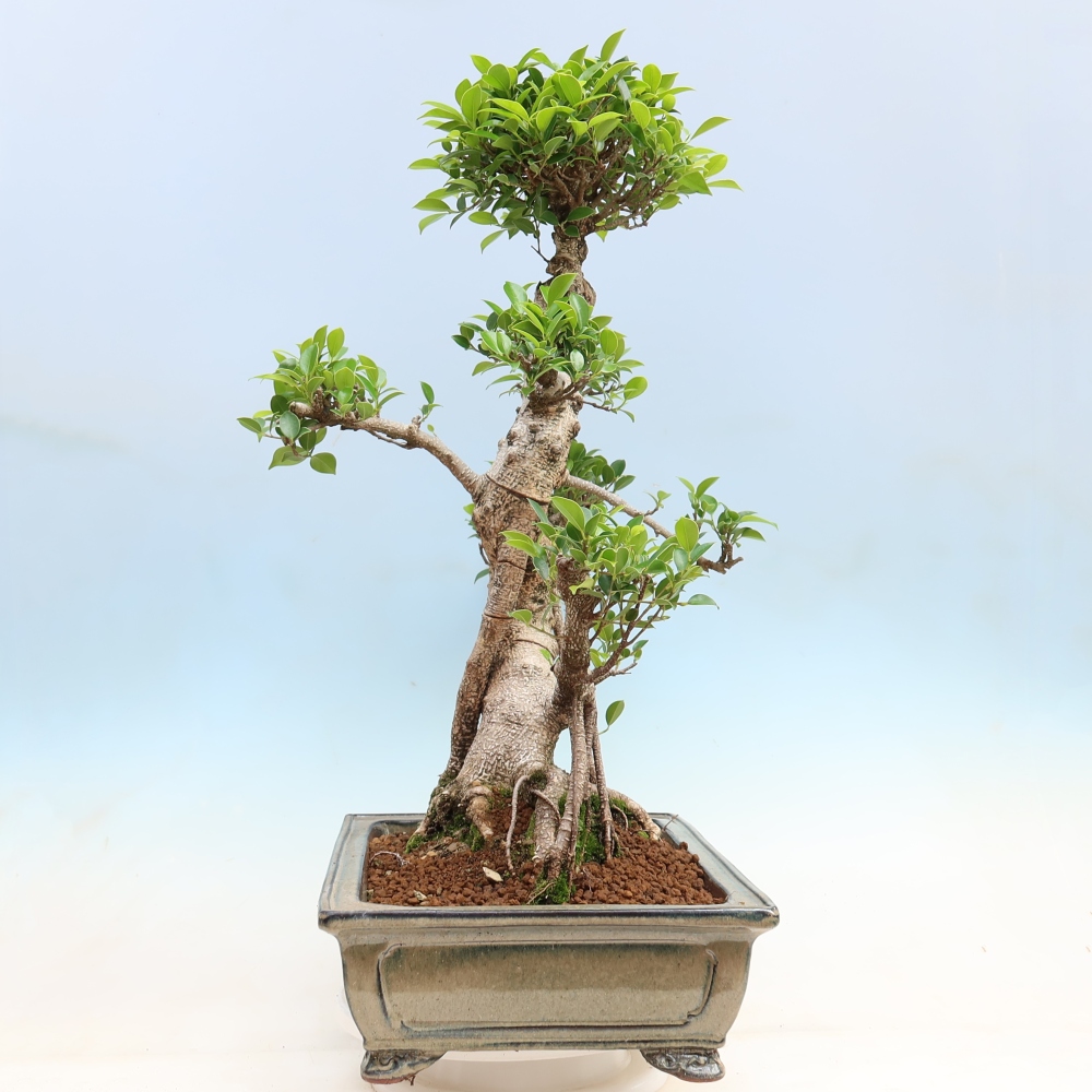 Pokój bonsai - Ficus kimmen - figowiec drobnolistny