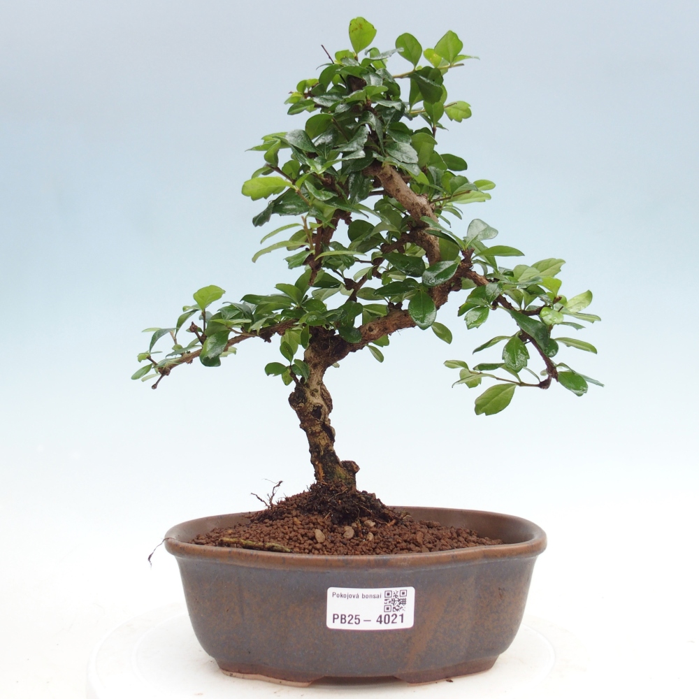 Bonsai pokojowe - Carmona macrophylla - Tea fuki