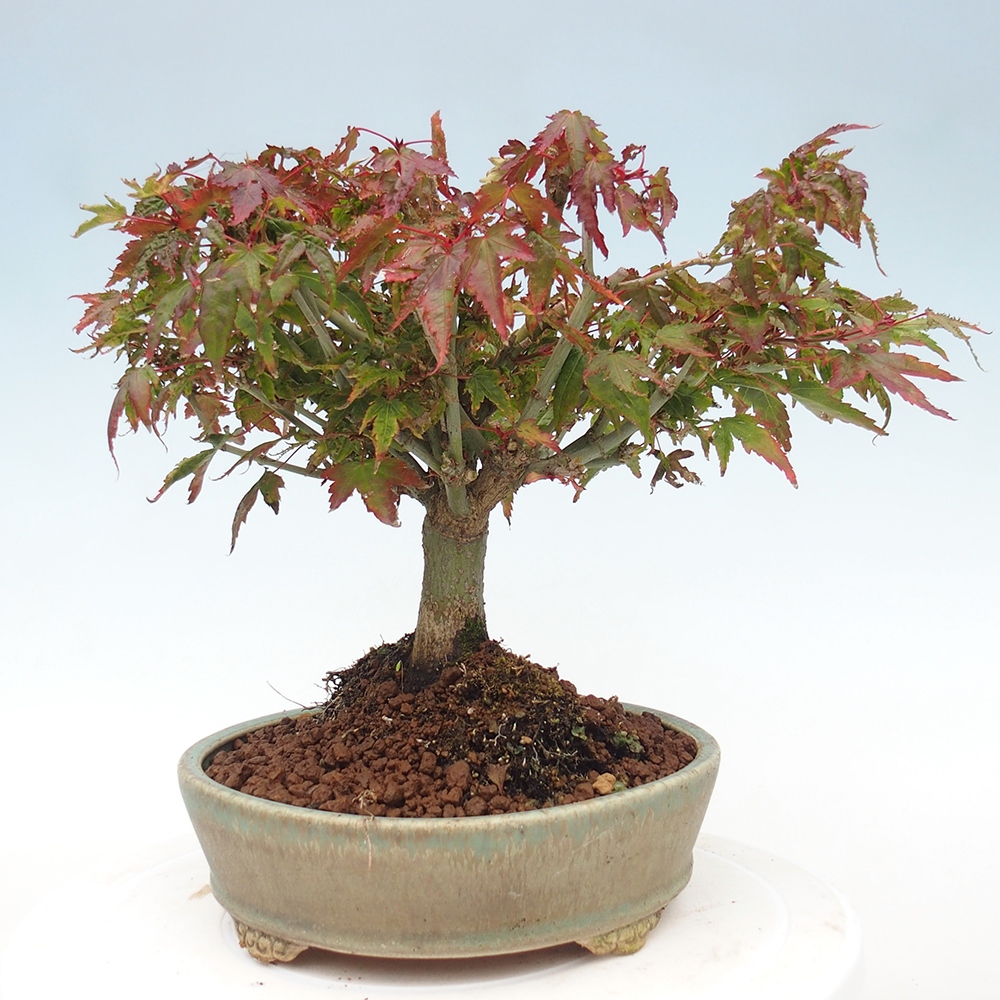 Acer palmatum KIOHIME - klon palmowy