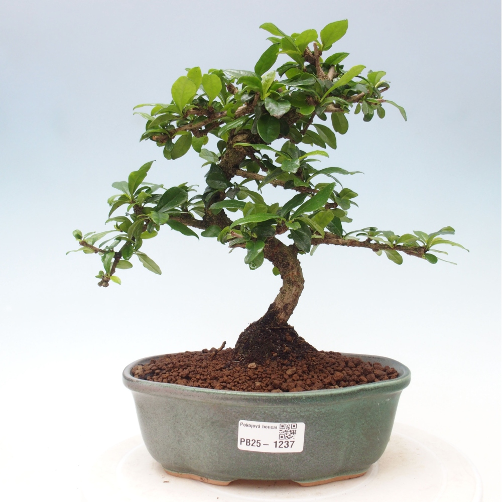 Pokój bonsai - Carmona macrophylla - Tea fuki