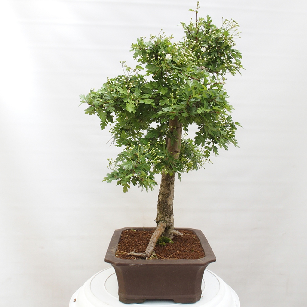 Bonsai zewnętrzne - Głóg - Crataegus monogyna