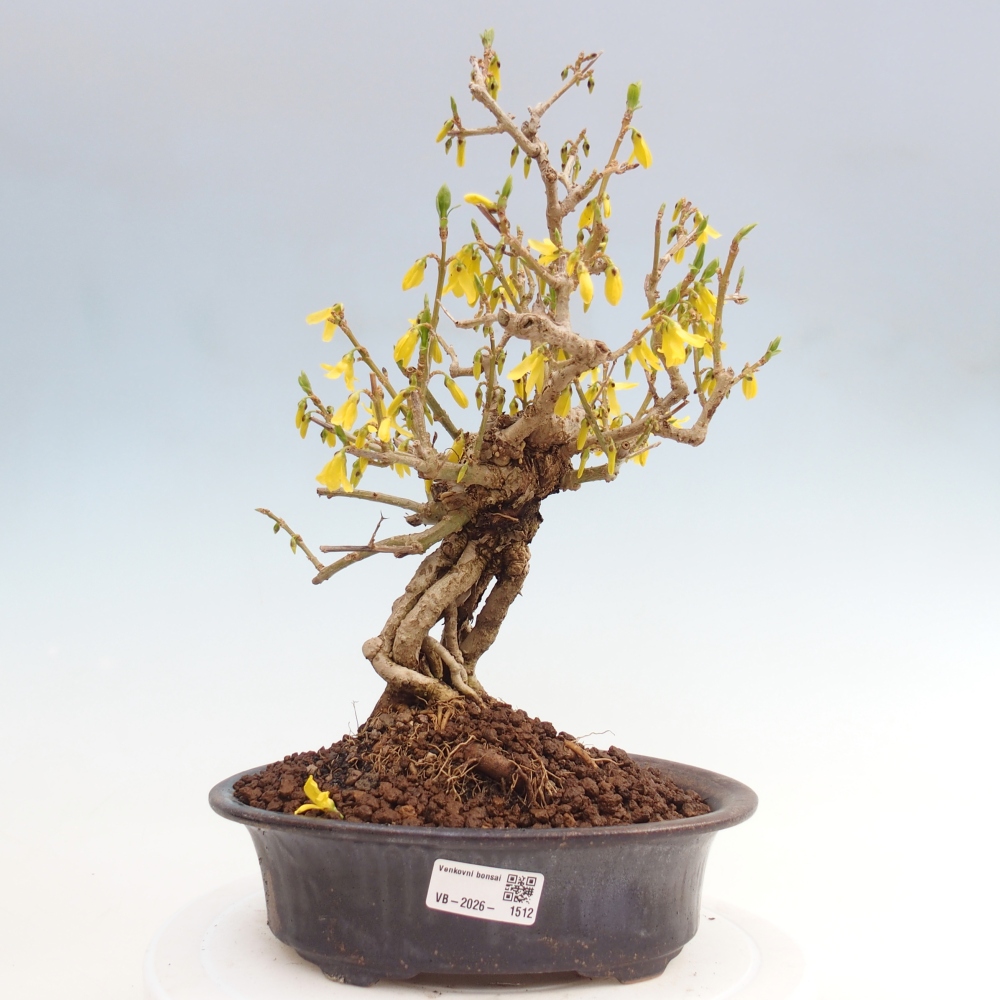 Outdoor bonsai - Zlatice - Forsycja koreańska