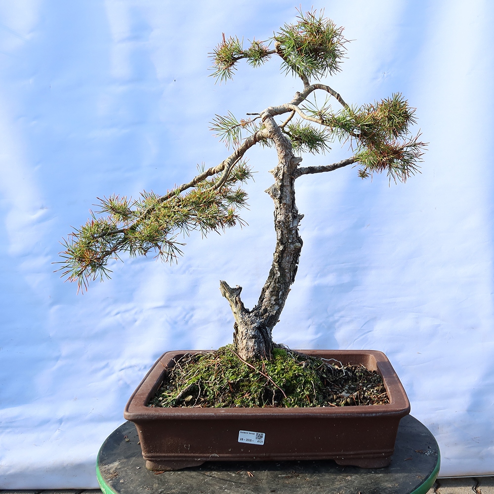 Pinus sylvestris Hiszpania – sosna zwyczajna
