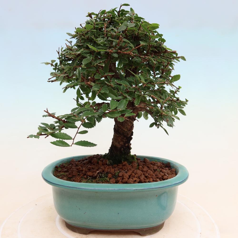Bonsai zewnętrzne - Zelkova - Zelkova NIRE