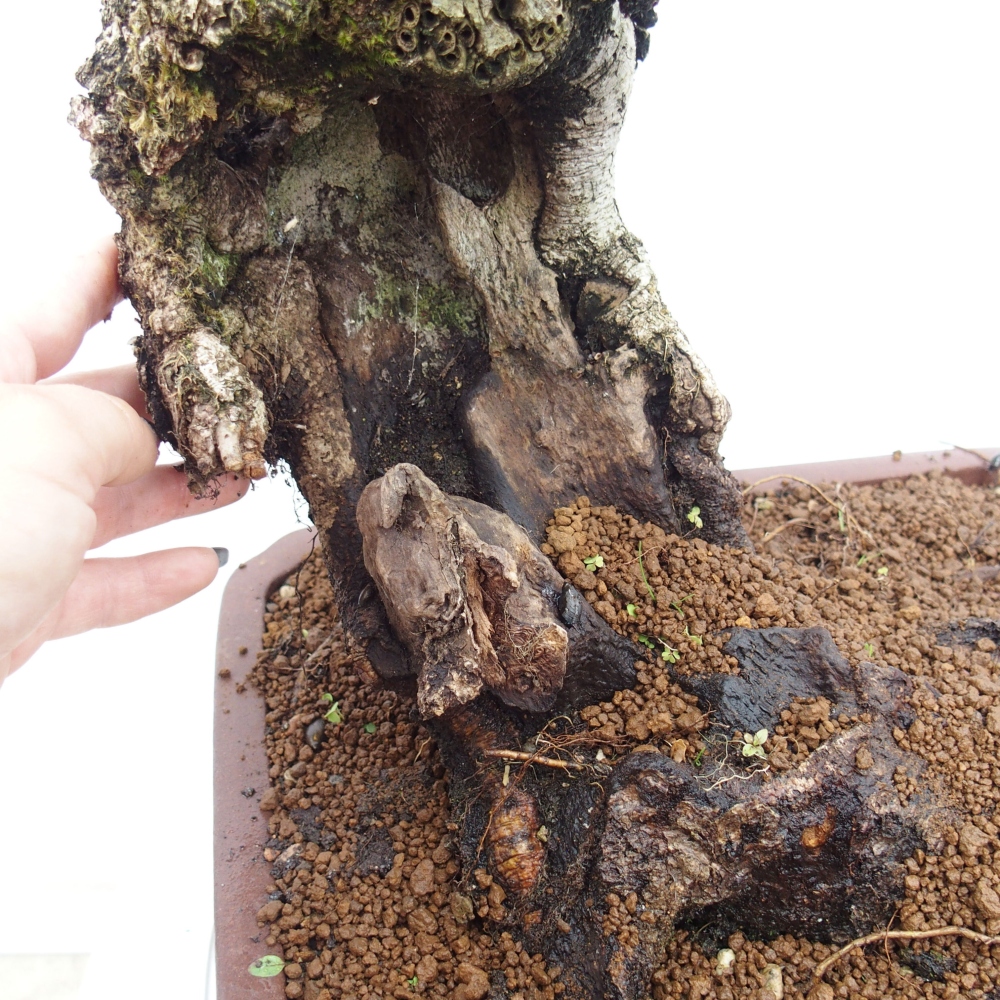 Yamadori - Quercus Ilex - Dąb ostrokrzewowy