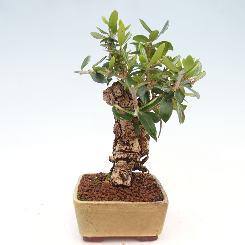 Kryte bonsai - Olea europaea sylvestris - Europejska oliwa z małych liści