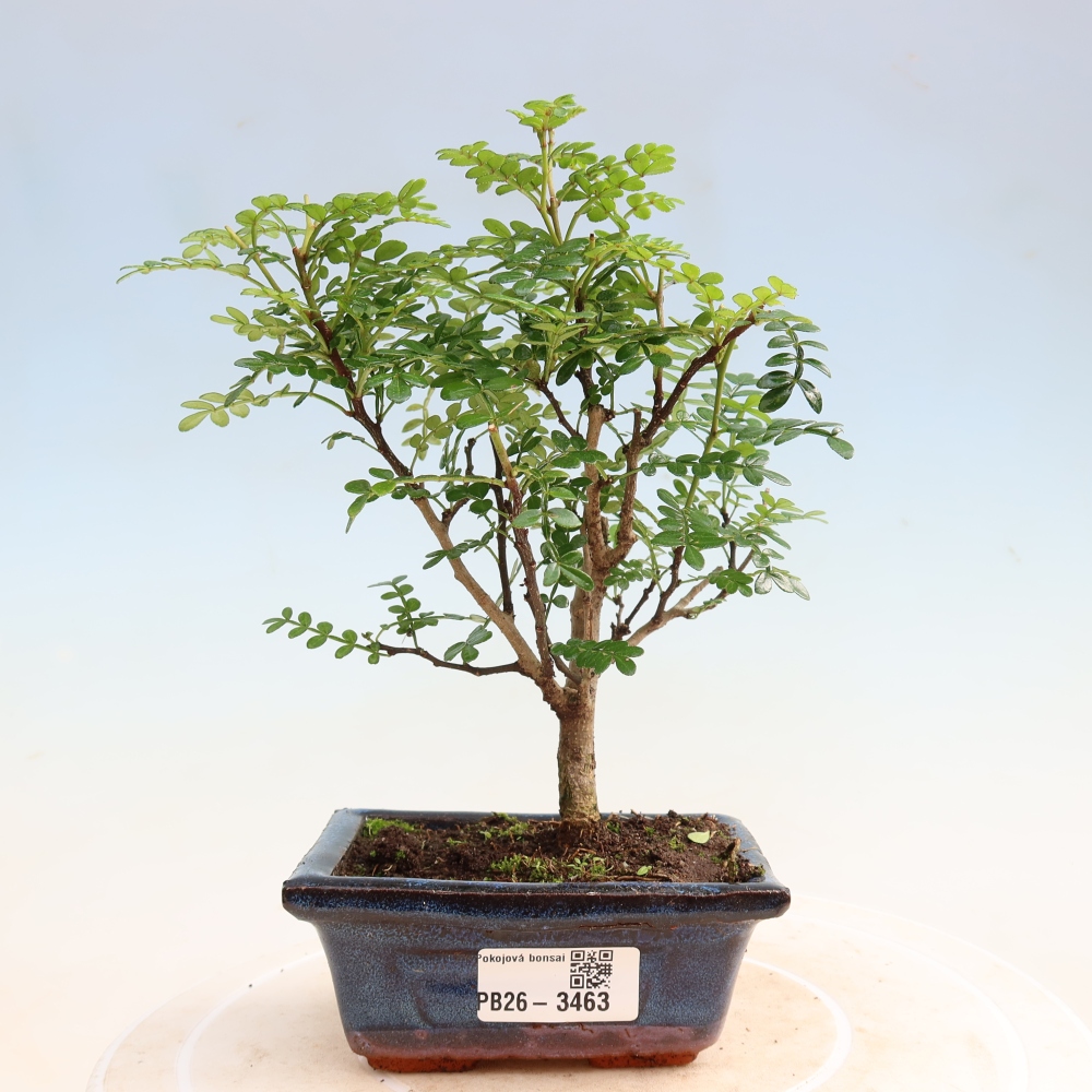 Pokój bonsai - Zantoxylum piperitum - drzewo pieprzowe
